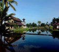 Rice field