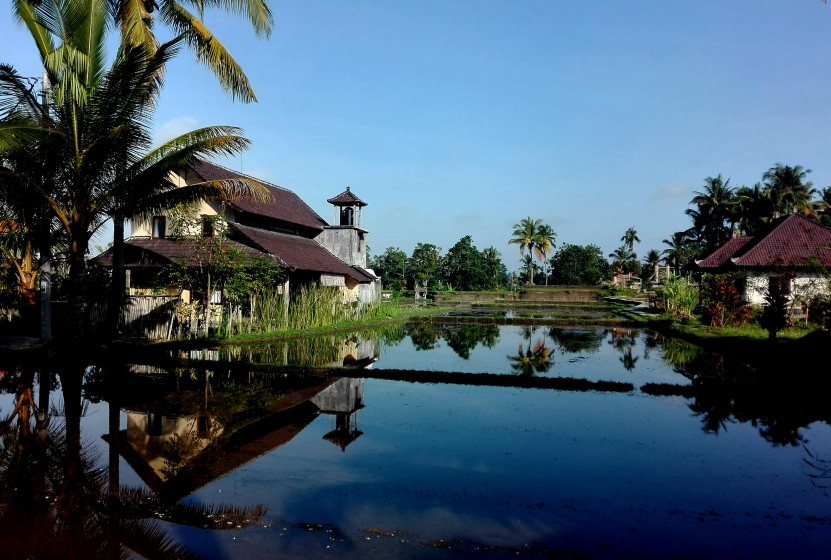 Rice field