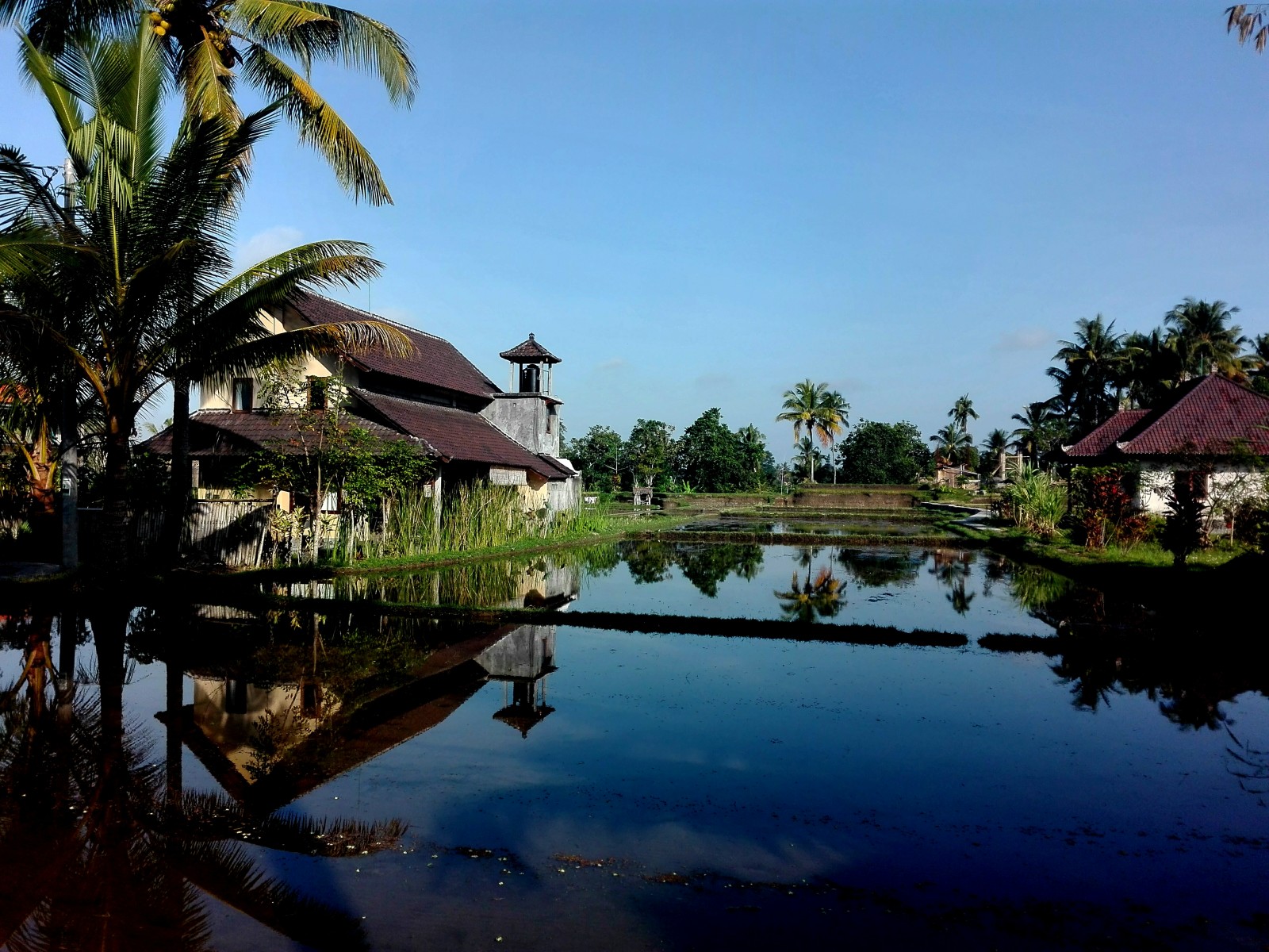 Rice field