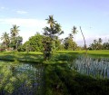 Rice field