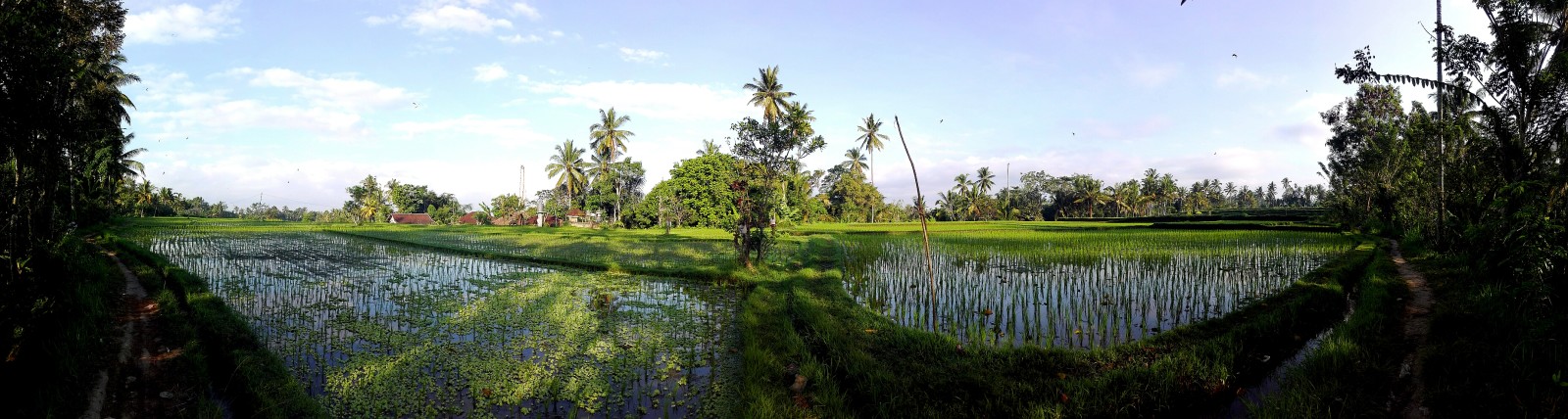 Rice field