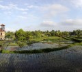 Rice field