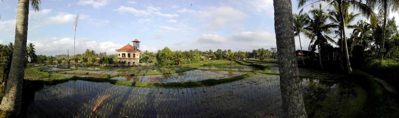 Rice field