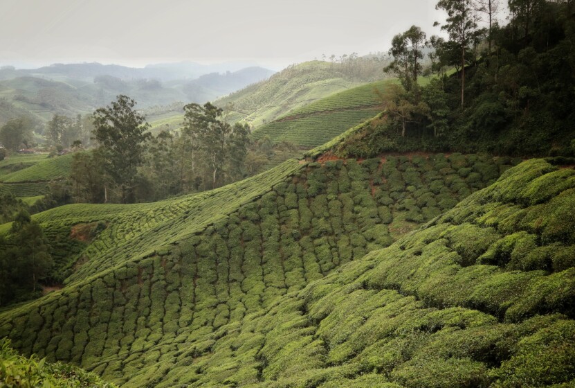 Munnar tea plantation